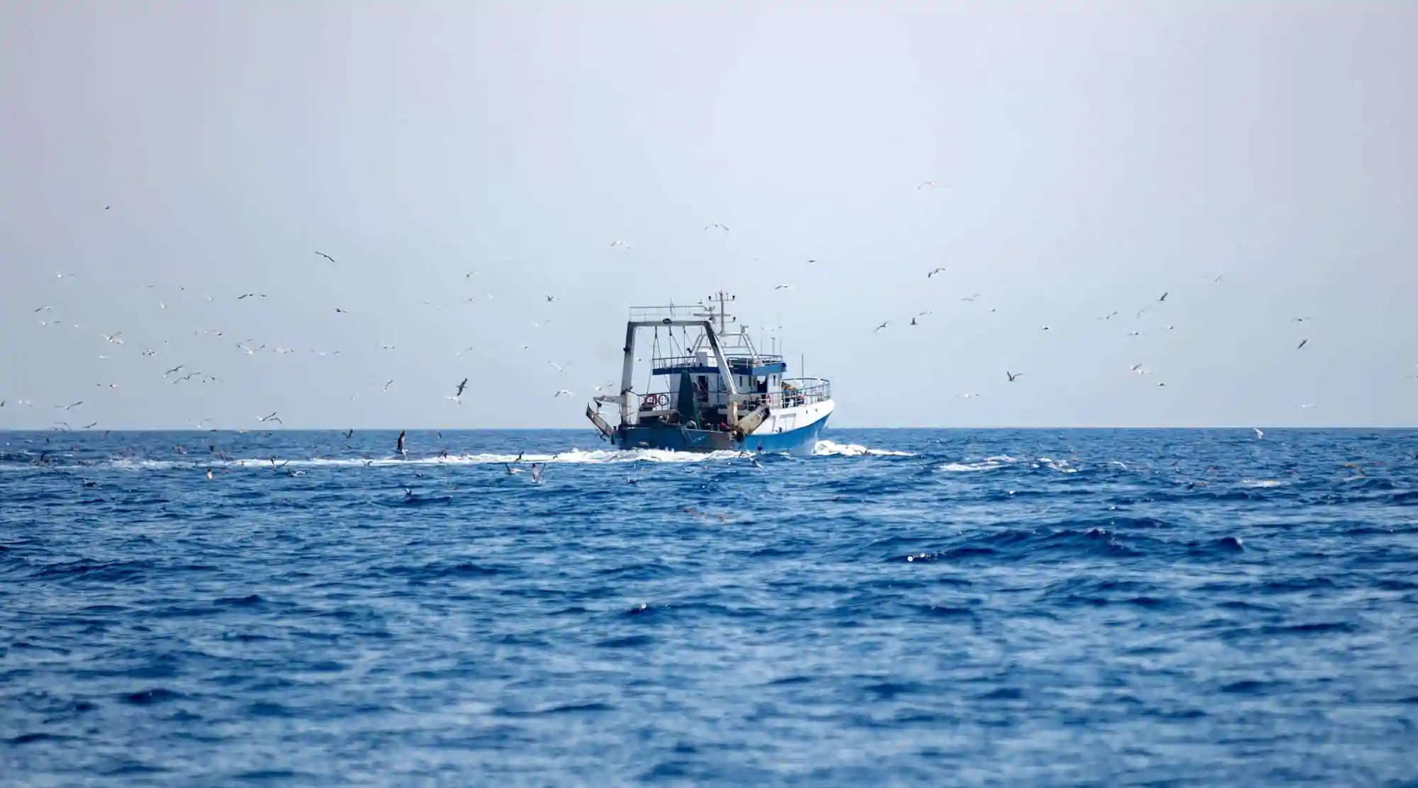 fishing boat sail aegean wavy sea gull swarm follow food cyclades greece