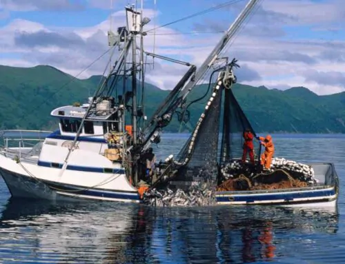 Navigating the Waters: Essential Marine Equipment for Artisanal Fishing Vessels